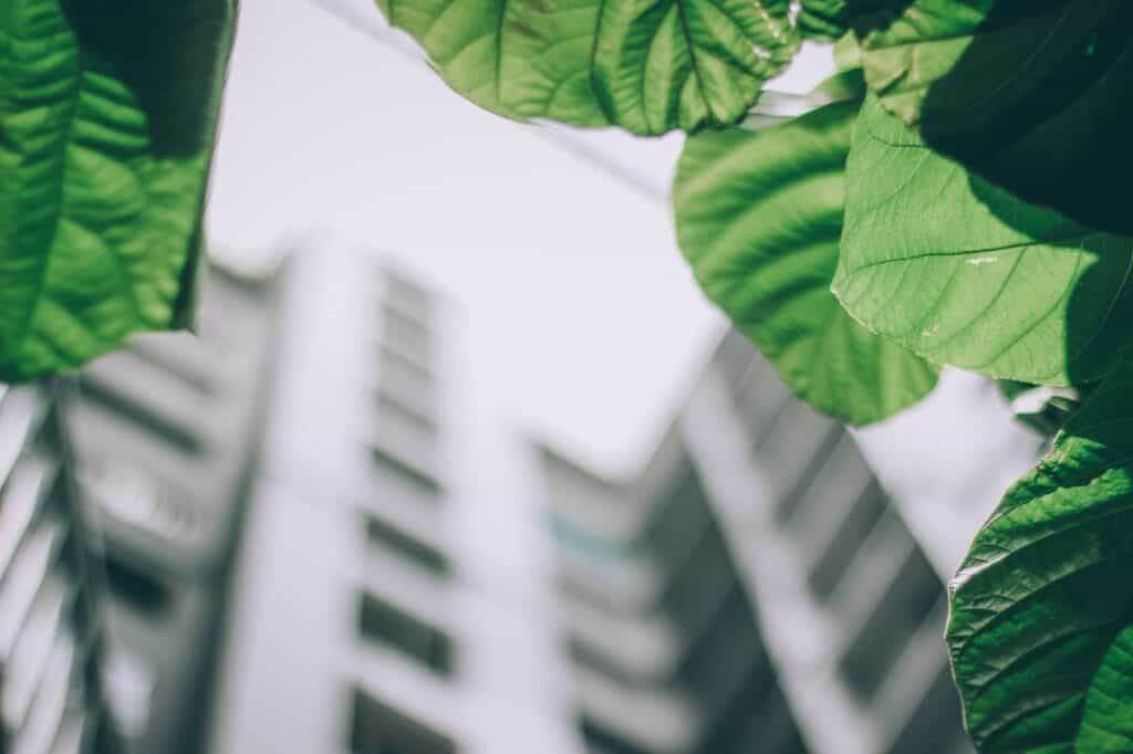 shallow focus photo of leaves